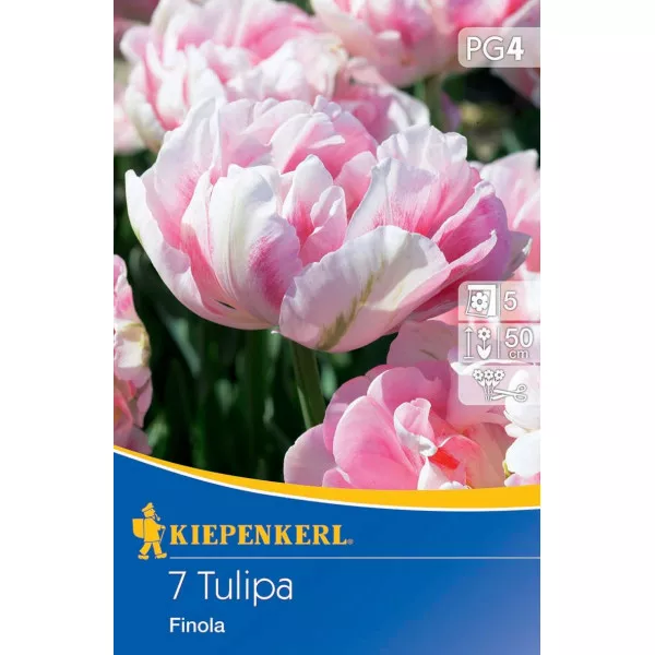 Tulipán Finola