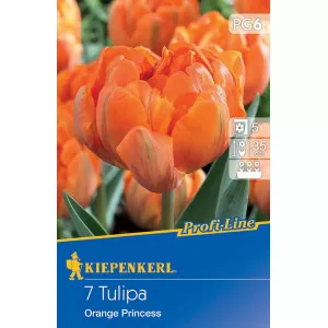 Tulipán Orange Princess