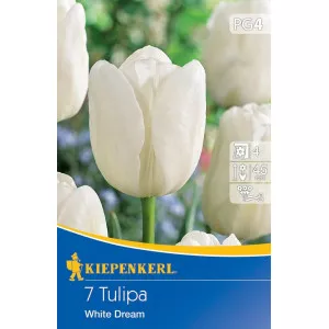Tulipán White Dream