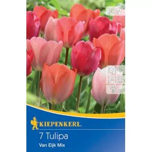 Tulipán Van Eijk színkeverék