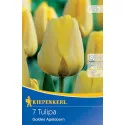 Tulipán Golden Apeldoorn