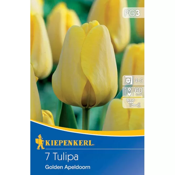 Tulipán Golden Apeldoorn