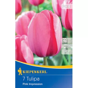 Tulipán Pink Impression