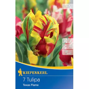 Tulipán Texas Flame