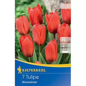 Tulipán Showwiner