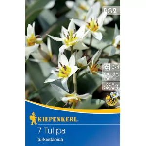 Törpe tulipán Turkestanica