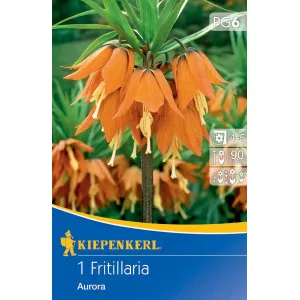 Császárkorona (Fritillaria) Aurora