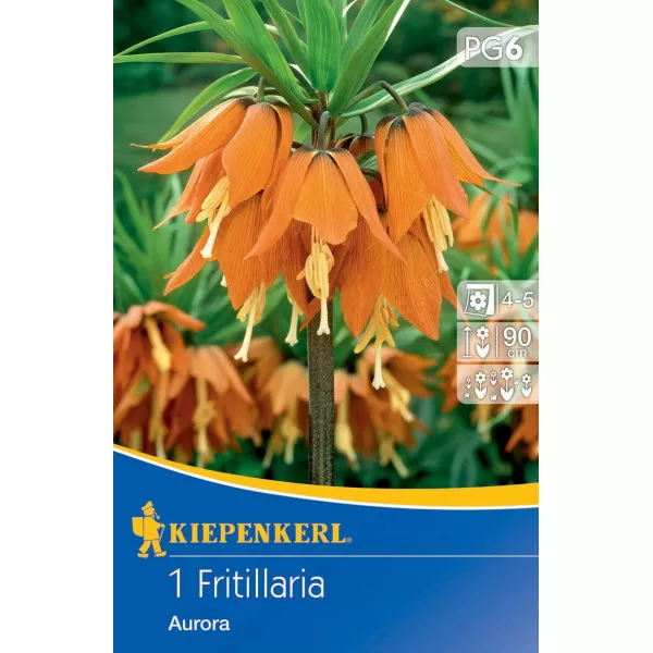 Császárkorona (Fritillaria) Aurora