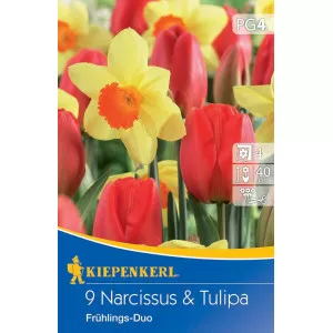 Nárcisz és tulipán Spring Duo színkeverék