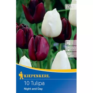 Tulipán Night and Day