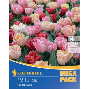 Mega Pack Tulipán Foxtrot színkeverék