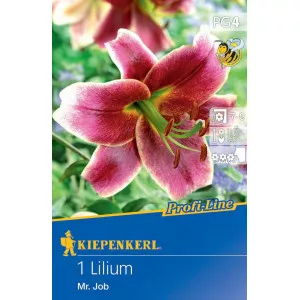 Liliom Mr. Job