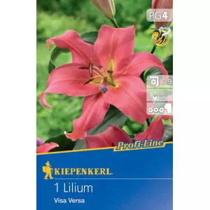 Liliom Visa Versa