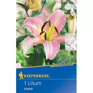 Liliom Urandi