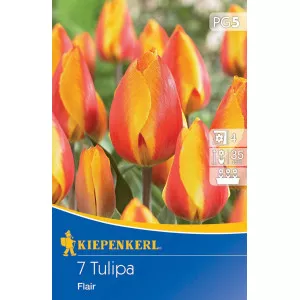 Tulipán Flair