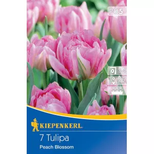 Tulipán Peach Blossom
