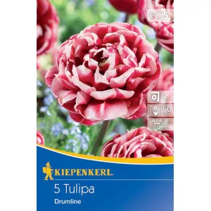 Tulipán Drumline