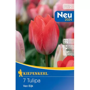 Tulipán Van Eijk
