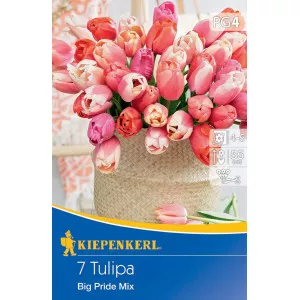 Tulipán Big Pride színkeverék