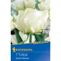 Tulipán Exotic Emperor
