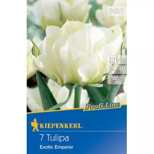 Tulipán Exotic Emperor