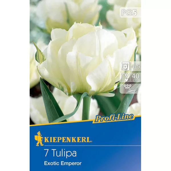 Tulipán Exotic Emperor