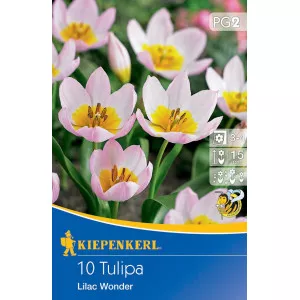 Törpe tulipán Lilac Wonder