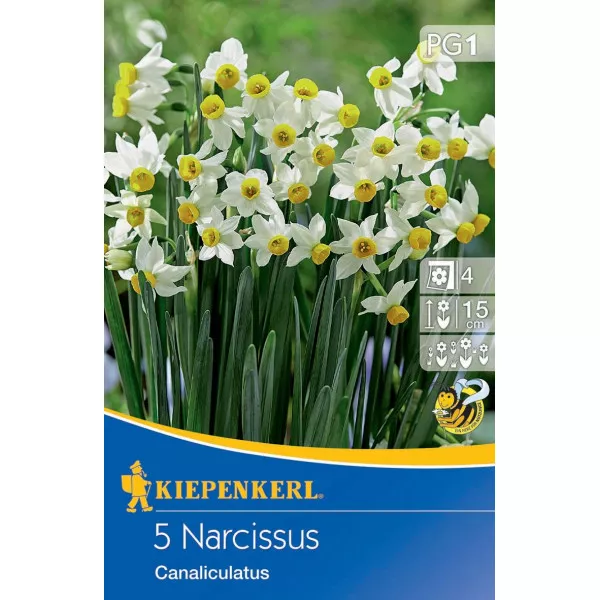Nárcisz Canaliculatus