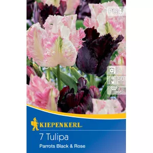 Tulipán Parrots Black and Rose