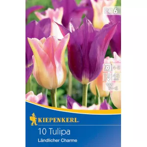 Tulipán Landlicher Charme