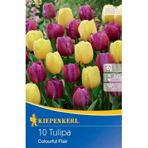 Tulipán Colourful Flair