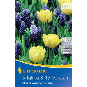 Tulipán és Gyöngyike Scandinavian Spring színkeverék
