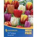 Mega Pack Tulipán Triumph színkeverék