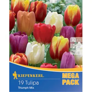 Mega Pack Tulipán Triumph színkeverék