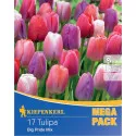 Mega Pack Tulipán Big Pride színkeverék