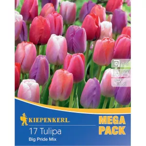 Mega Pack Tulipán Big Pride színkeverék