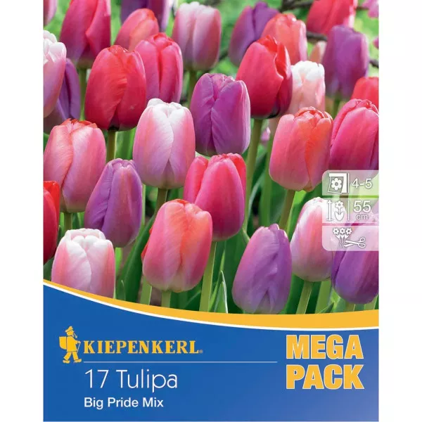 Mega Pack Tulipán Big Pride színkeverék