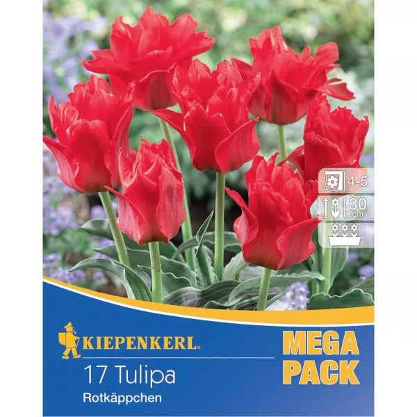 Mega Pack Tulipán Little Red Riding Hood