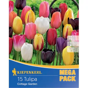 Mega Pack Tulipán Cottage színkeverék
