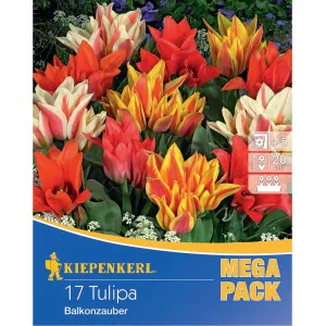 Mega Pack Tulipán Balcony Magic színkeverék
