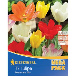 Mega Pack Tulipán Fosteriana színkeverék