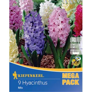 Mega Pack Jácint színkeverék