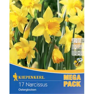 Mega Pack Nárcisz Osterglocken