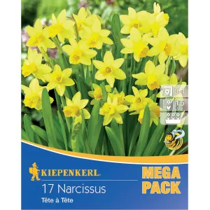 Mega Pack Nárcisz Tete a Tete