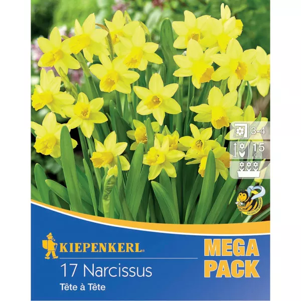 Mega Pack Nárcisz Tete a Tete