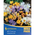 Mega Pack Törpe Sáfrány színkeverék