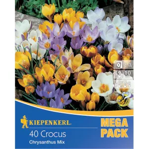 Mega Pack Törpe Sáfrány színkeverék