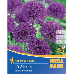 Mega Pack Díszhagyma Purple Sensation