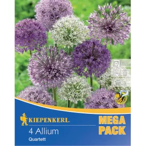 Mega Pack Díszhagyma Quartet színkeverék