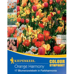 Virághagyma Orange Harmony